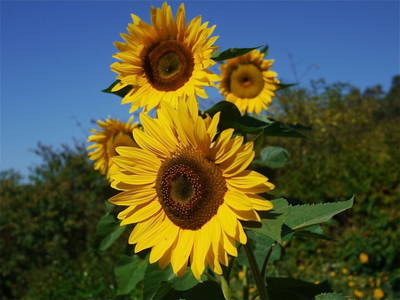 Bild 65 aus  Unteres Feld