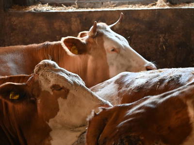 Bild 36 aus  Ferienwohnung Feistritzer Holdernig