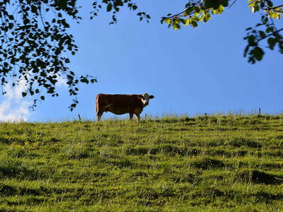 Bild 16 aus  Sportbauernhof Hochalmblick