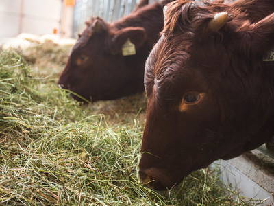 Bild 13 aus  am Triendlhof