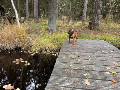 Bild 24 aus  Pension Eichenhof , Räderloh
