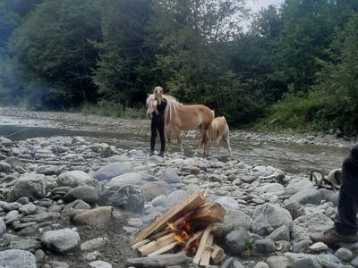 Bild 8 aus  Pferdehof Toml