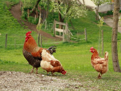 Bild 25 aus  Biohof Besenbäck