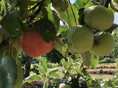 Bild 47 aus  Wastlbauer 