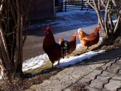 Bild 59 aus  Hüttstädterhof