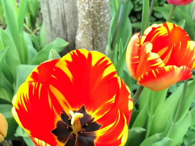 Bild 75 aus  Ferienbauernhof Schneider