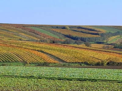 Bild 59 aus  Ferienhaus Weinviertel