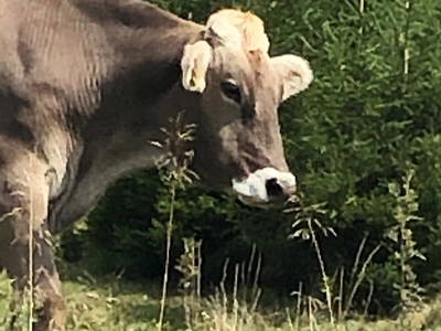 Bild 89 aus  Almchalet Nikola