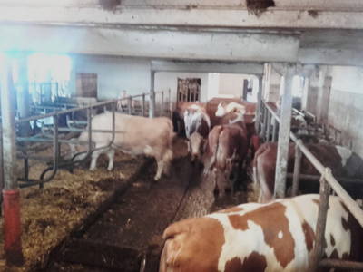 Bild 28 aus  Familie Resch am Hörlesberg