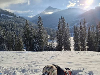 Bild 47 aus  Eckwaldhütten Leitengut