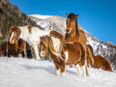 Bild 49 aus  Pöllitzgut