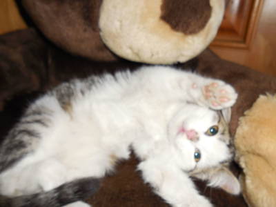 Bild 92 aus  Haus Bernardes