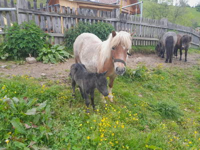 Bild 40 aus  Alm-Ferienhaus Schleinzer