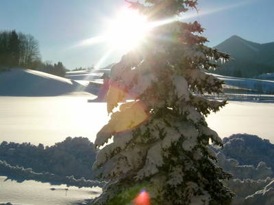 Bild 61 aus  Bio Bauernhof Paulbauer