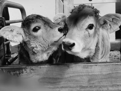 Bild 4 aus  Apartments Wiglhof