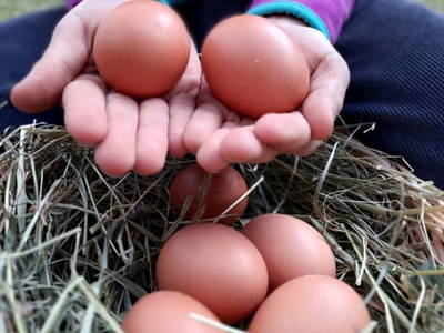 Bild 39 aus  Grainmeister