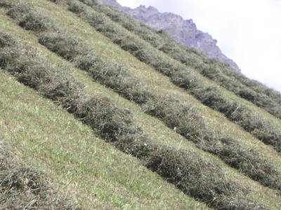 Bild 36 aus  Ferienhof Hafele