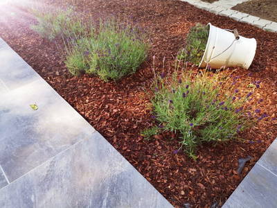 Bild 46 aus  Urlaub beim Winzer - Fam. Wissmann