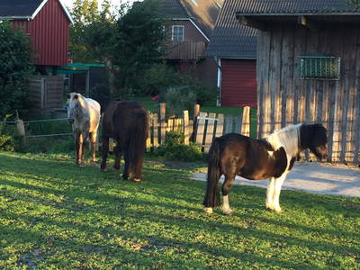 Bild 12 aus  Ferienhof Lorenzen