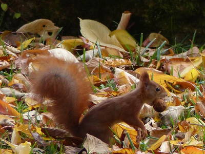 Bild 15 aus  Ferienbauernhof Storchenhäusle