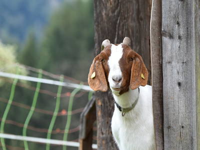 Bild 6 aus  Müllerjoergenhof