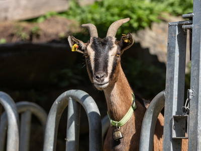 Bild 79 aus  Elsenhof