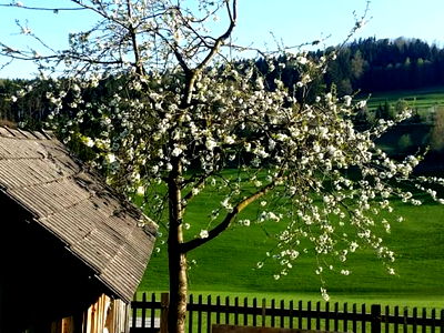 Bild 13 aus Biobauernhof Leitner Zizlbauer