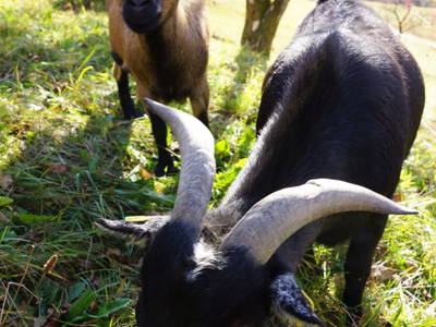 Bild 54 aus  Pfannreithof