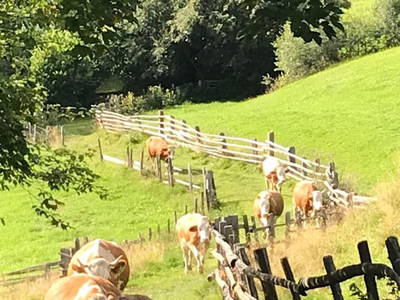 Bild 21 aus  Schobergut