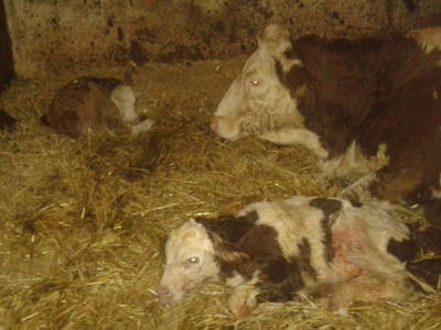 Bild 43 aus  Hof zu Steinern