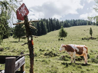 Bild 87 aus  Pension Zechnerhof