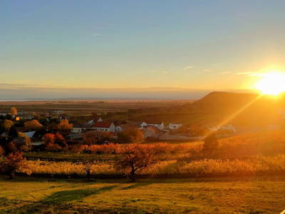 Bild 38 aus  Weingut - Gästehaus zum Seeblick Familie Sattler