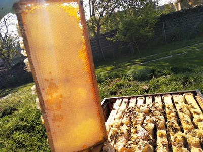 Bild 22 aus  Ferienhaus Weinmeyer 