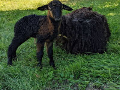 Bild 19 aus  Hofstatt Salzburg Ferienhaus 