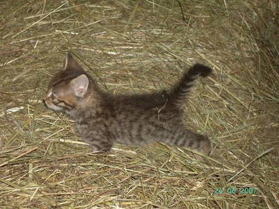 Bild 23 aus  Burgstallhof