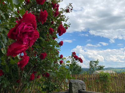 Bild 24 aus  Hanauerhof