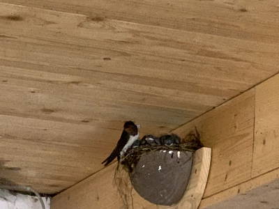 Bild 37 aus  Ferienhof Ritter im Harz