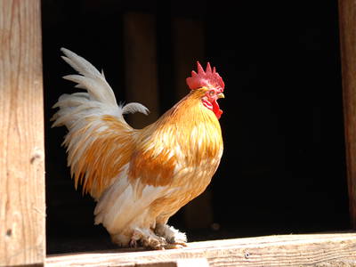 Bild 19 aus  Residence Obermoarhof