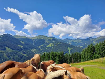 Bild 24 aus  Vorderbichlhof