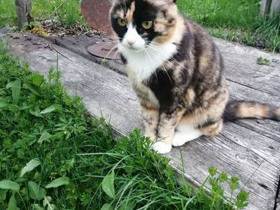 Bild 29 aus  Ferienbauernhof mit Herz - Ortnergut