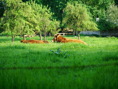 Unsere Kühe auf der Hauskoppel