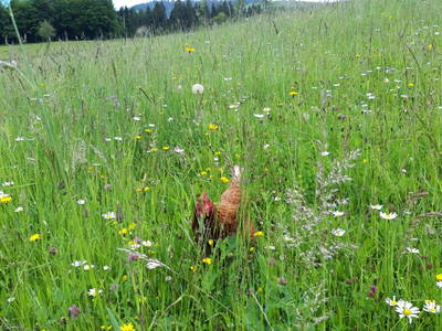 Bild 27 aus  Ferienhaus Untergrünweg