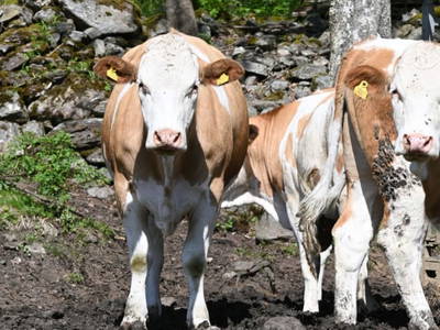 Bild 11 aus  Ferienwohnung Feistritzer Holdernig