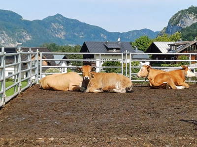 Bild 108 aus  Stallerbauer