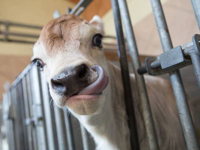 Bild 34 aus  Tobadillerhof Kinderbauernhof Pitztal Tirol