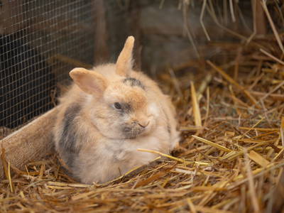 Mein Platz im Kaninchenstall