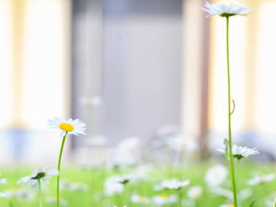 Bild 61 aus  Landhaus Sofie