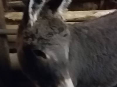 Bild 95 aus  Alpenhof Grafleiten