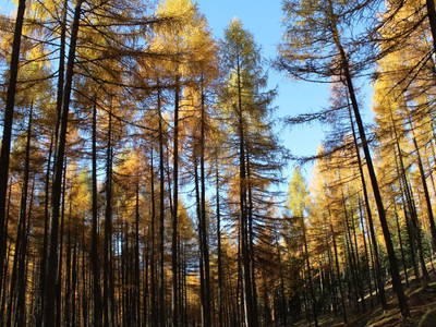 Bild 8 aus  Almerlebnisse Messner