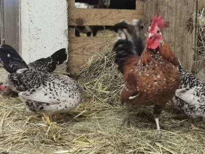 Bild 146 aus  Hartlhof Urlaub am Baby- und Kinderbauernhof